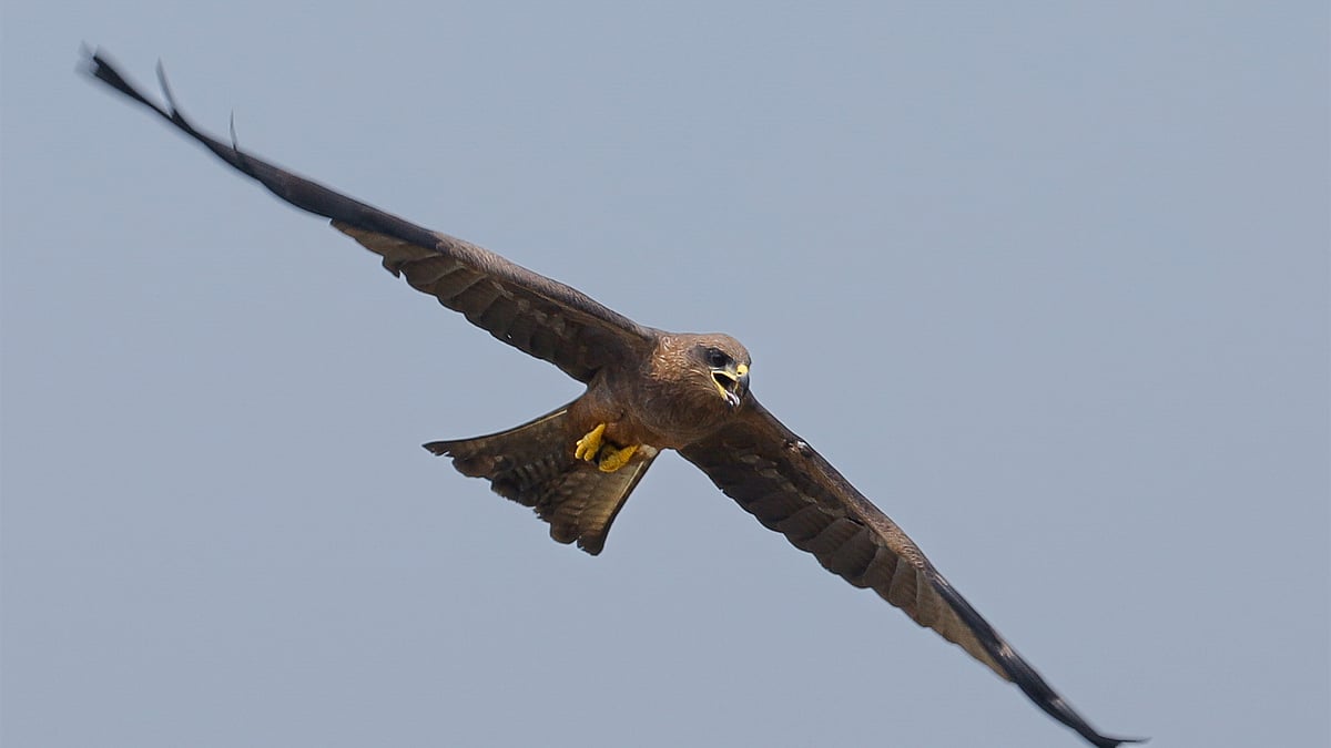 ছবি: সাদ্দাম হোসেন