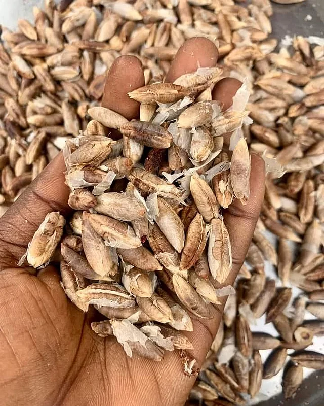 ম্যাগনেসিয়াম রয়েছে খেজুরের বীজে, যা হৃৎস্বাস্থ্য ভালো রাখতে কার্যকর