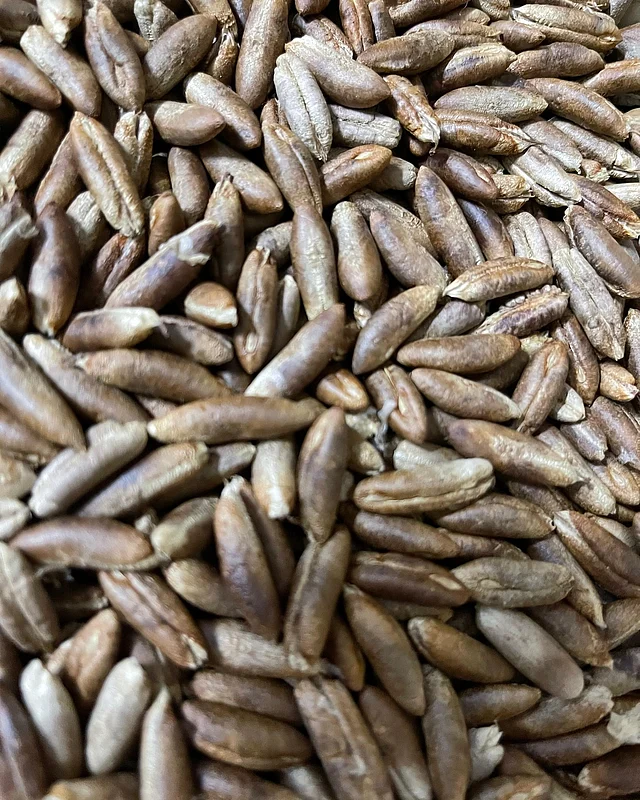 পকার পেতে চাইলে এটি নিয়মিত খান। সপ্তাহে প্রতিদিন না হলেও অন্তত ৪ থেকে ৫ দিন