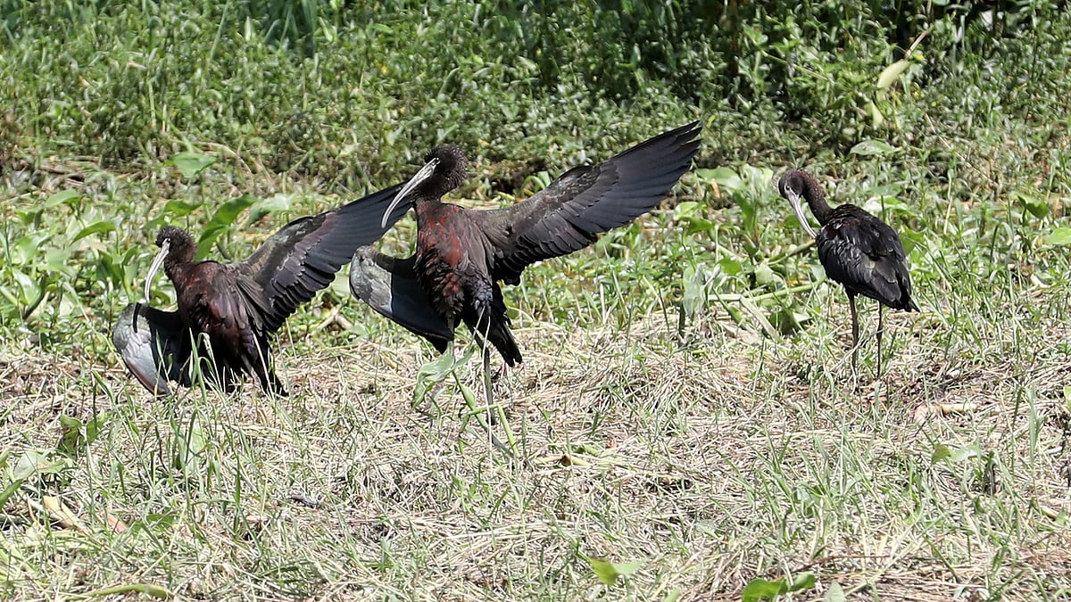 খুনসুটিতে মেতেছে কাস্তেচরা পাখি