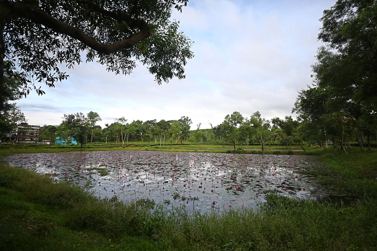 সবুজ চা–বাগানের মাঝে পুকুরে ফুটেছে লাল শাপলা 