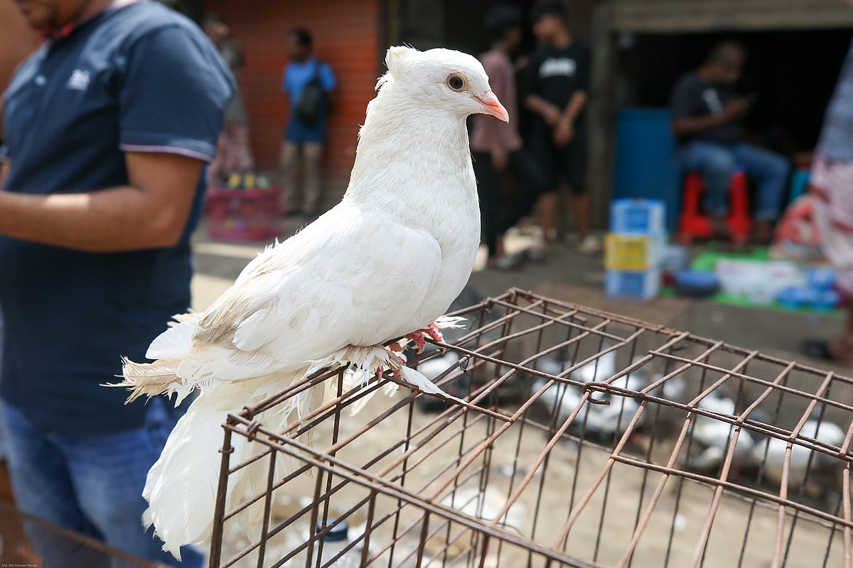 নিজের পোষ মানা লক্কা কবুতর বিক্রেতা ছেড়ে রেখেছেন খাঁচার বাইরে, কবুতরটিও উড়াল না দিয়ে বসে আছে খাঁচার ওপরে। 