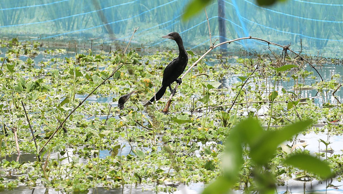 জোড়া পানকৌড়ি পাখি 