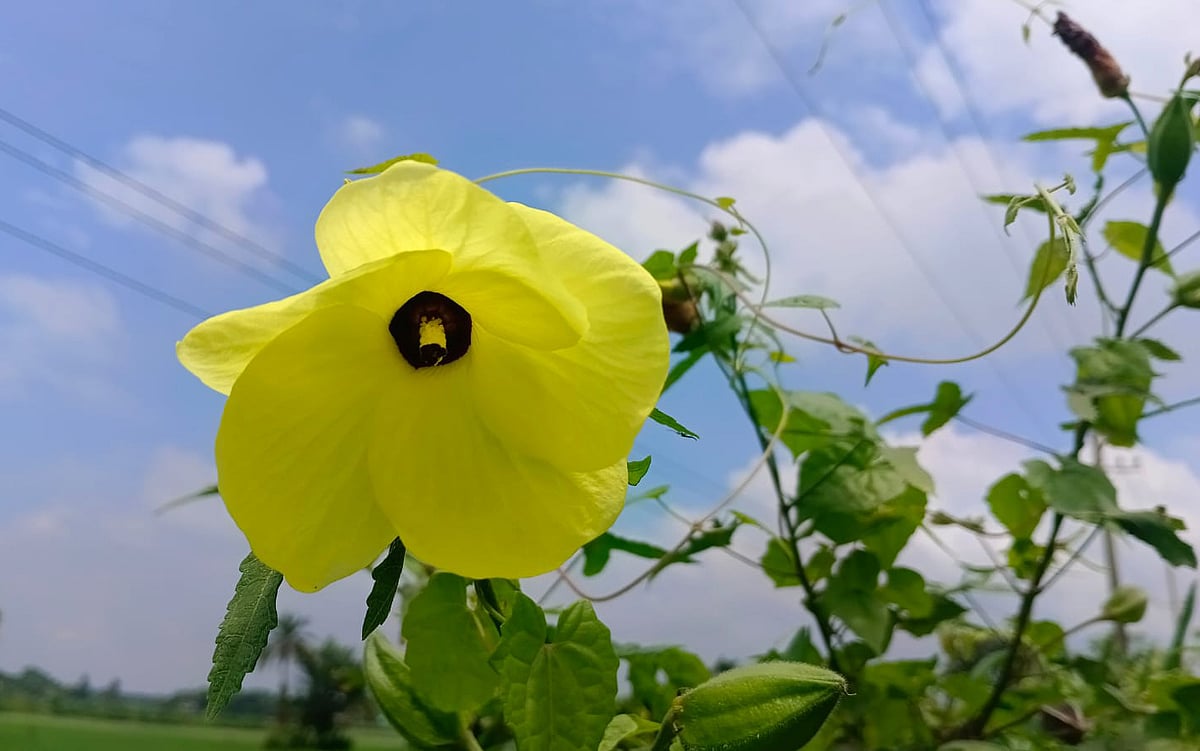 ছবি: মোস্তাফিজুর রহমান