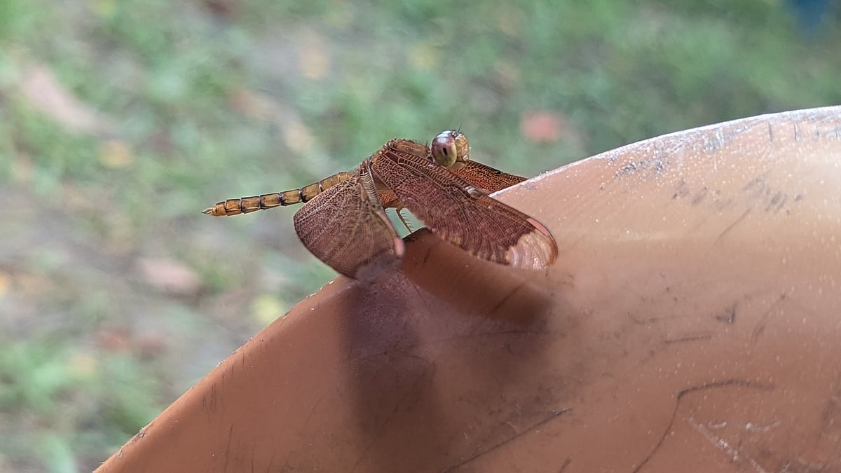 ছবি: সোয়েল রানা