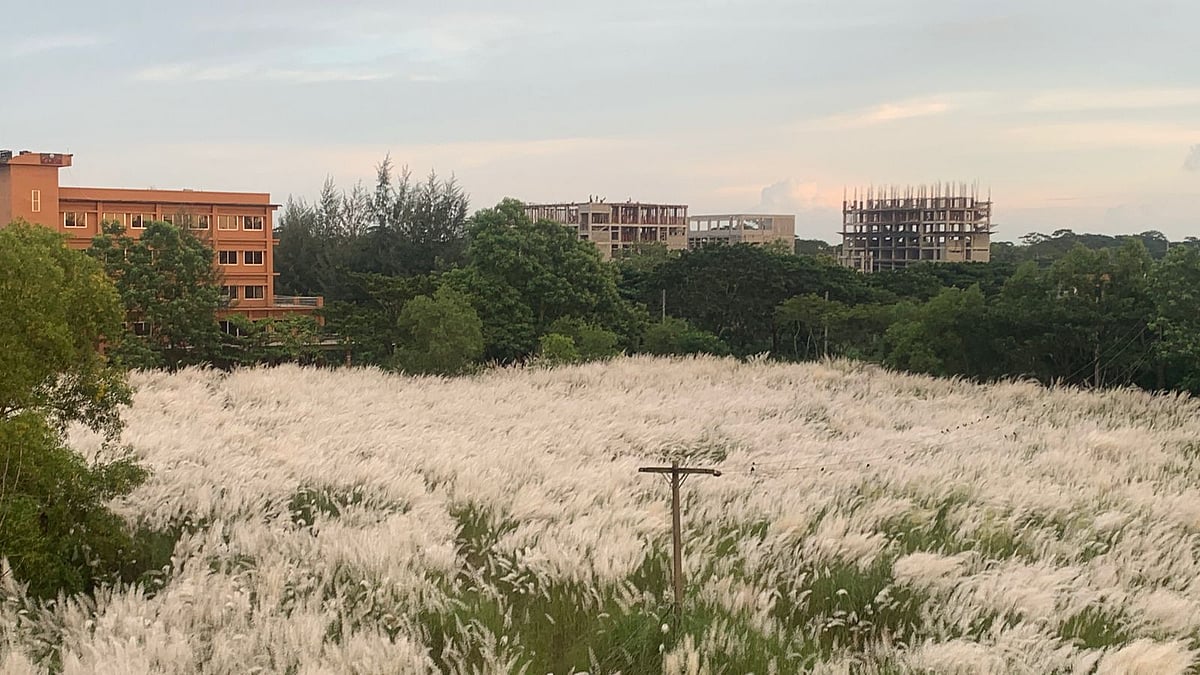 সাদা মেঘের দল নেমেছে জমিনে