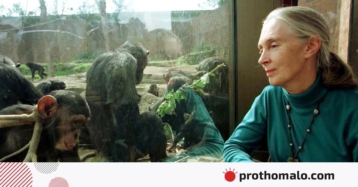 খ্যাতিমান শিম্পাঞ্জিবিশেষজ্ঞ গুডঅল মারা গেছেন, প্রধান উপদেষ্টার শোক খ্যাতিমান শিম্পাঞ্জিবিশেষজ্ঞ গুডঅল মারা গেছেন, প্রধান উপদেষ্টার শোক