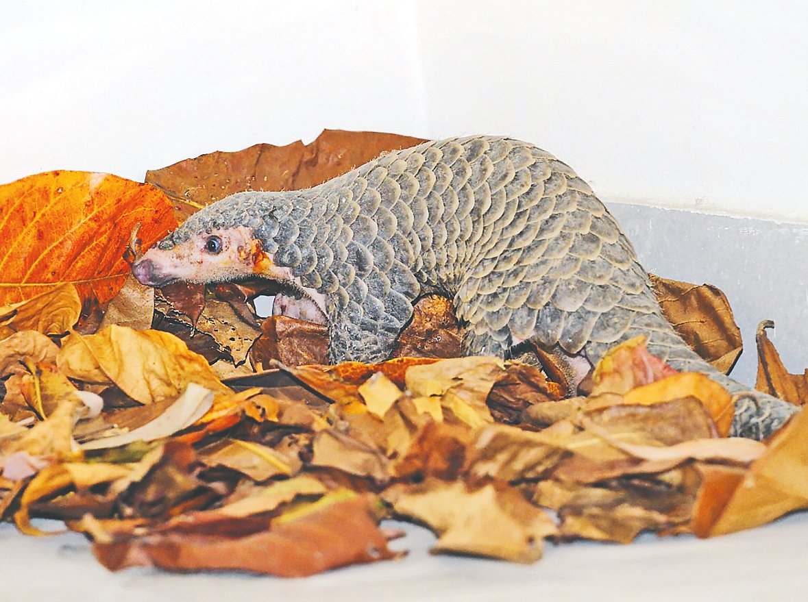 মানুষের নির্মমতার শিকার মহাবিপন্ন বনরুই