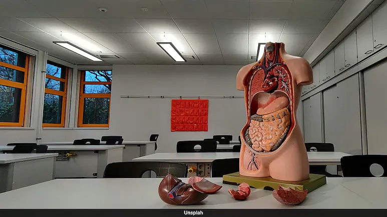 রক্তনালিসহ মানুষের কৃত্রিম ক্ষুদ্র অঙ্গ তৈরি করেছেন বিজ্ঞানীরা