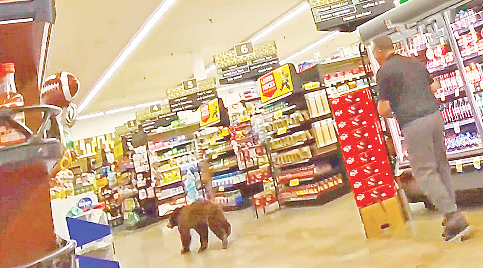 মুদিদোকানে ভালুকের হানা