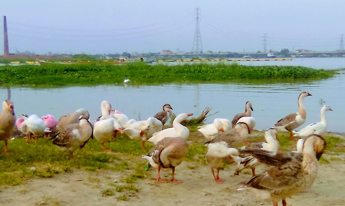 পাঠকের ছবি (৩ অক্টোবর ২০২৫)