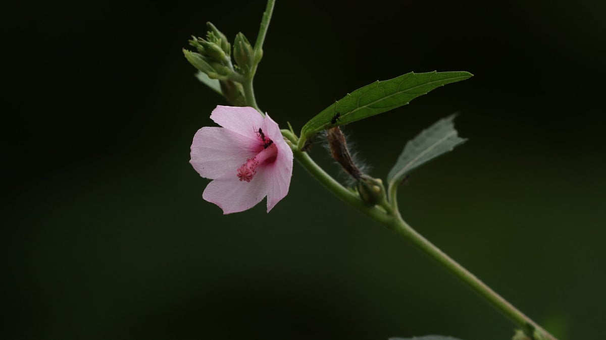 ছবি: মংহাইসিং মারমা