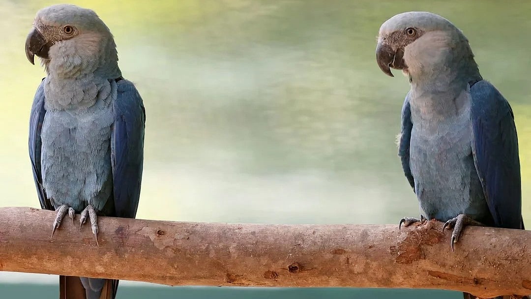 ১১ হাজার ৬০০ প্রজাতির পাখির তথ্য রয়েছে যে ডেটাবেজে