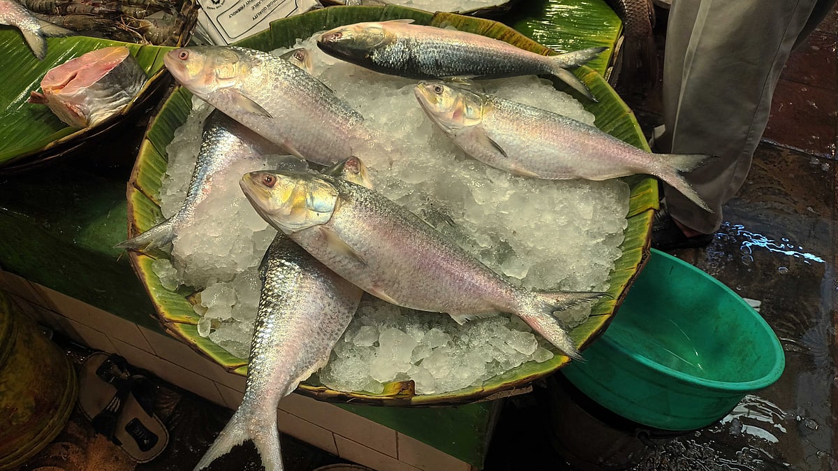 বাংলাদেশ থেকে ভারতে ১৩ দিনে ১৪৫ টন ইলিশ গেছে, জানালেন পশ্চিমবঙ্গের আমদানিকারকেরা