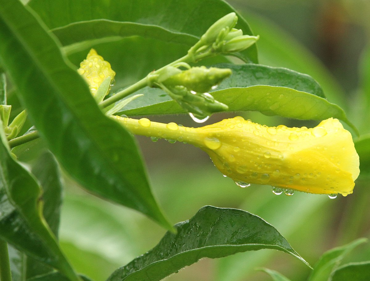 ছবি: সুপ্রিয় চাকমা