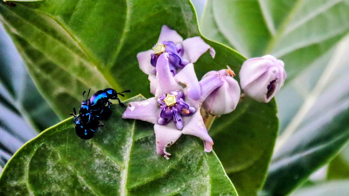 ছবি: তাফসিলুল আজিজ