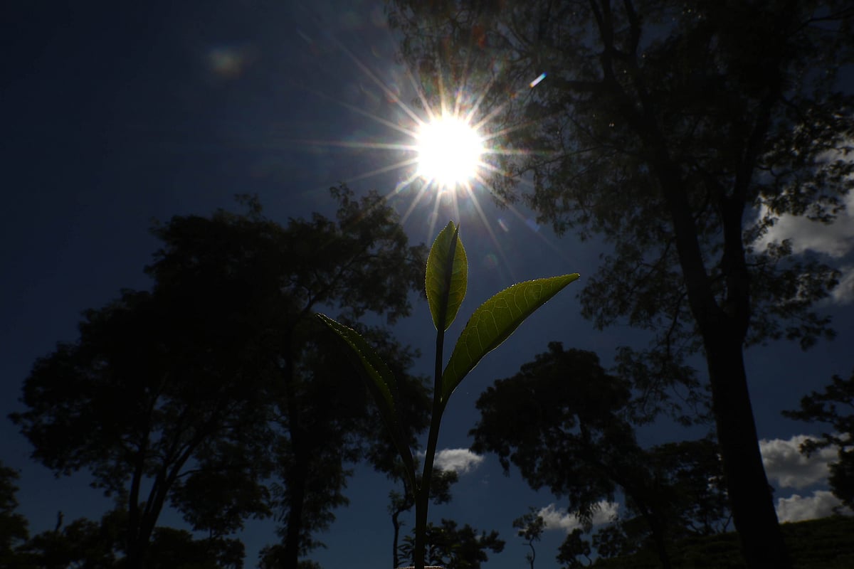 মেঘের ফাঁক গলে আসা সূর্যের আলোয় চা-কুঁড়ি ঝিকমিক করছে 