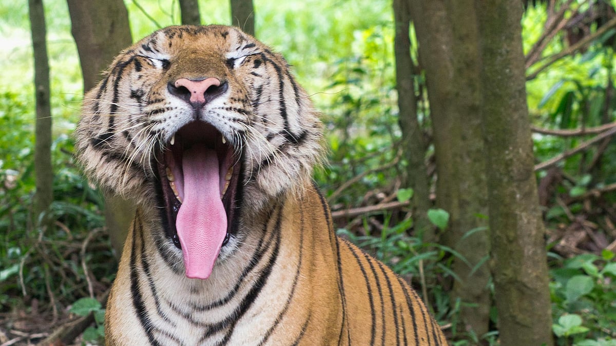 বিড়ালজাতীয় প্রাণীরা ‘চাফিং’ করে কেন