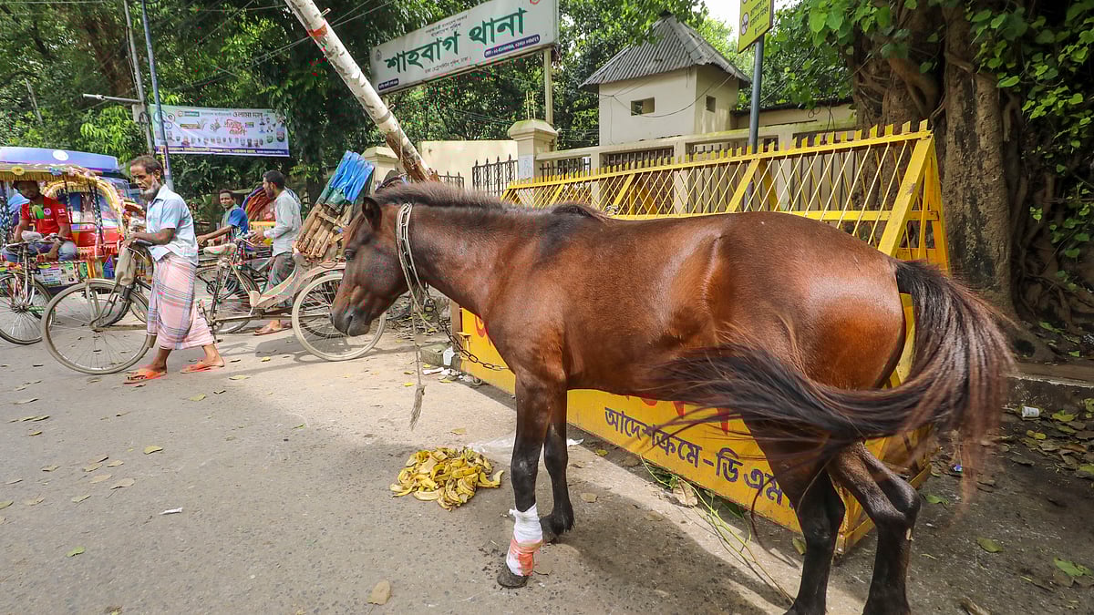 ৩ অক্টোবর ২০২৫। শাহবাগ থানার সামনে একটি ক্লান্ত, অসুস্থ ঘোড়া পড়ে ছিল। অভিযোগ—ঘোড়াটি নাকি মানুষকে কামড়ায়। তাই কয়েকজন সোহরাওয়ার্দী উদ্যান থেকে ঘোড়াটিকে ধরে এনে ফেলে রেখে যান থানার সামনে। ঘোড়াটির কোনো অভিভাবক ছিল না। তবে শাহবাগ থানার পক্ষ থেকেও ওসি প্রথম আলোকে জানান, ঘোড়াটির পুনর্বাসনের বিষয়ে তাঁরা সংশ্লিষ্ট সরকারি বিভাগ ও পশু-সেবা সংগঠনগুলোর সঙ্গে যোগাযোগ করেছেন।