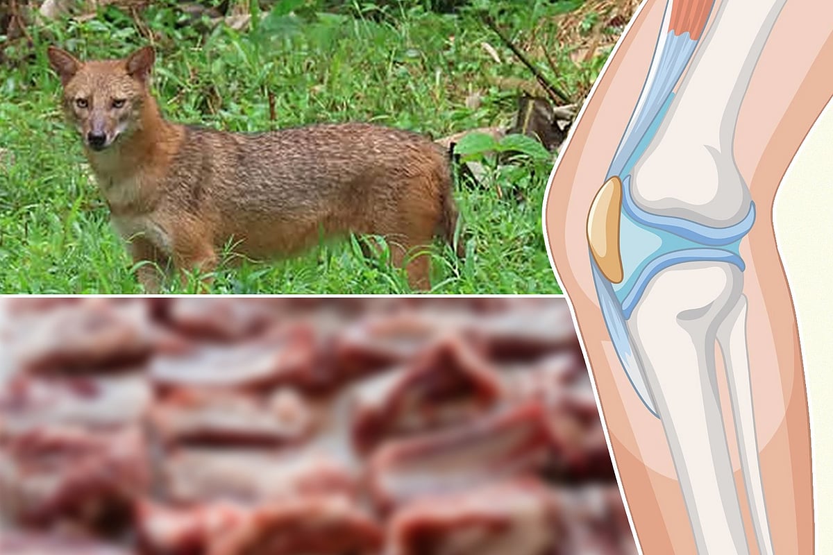 ২৫০০ টাকা কেজিতে বিক্রি, শিয়ালের মাংস কি আসলেই বাত সারায়