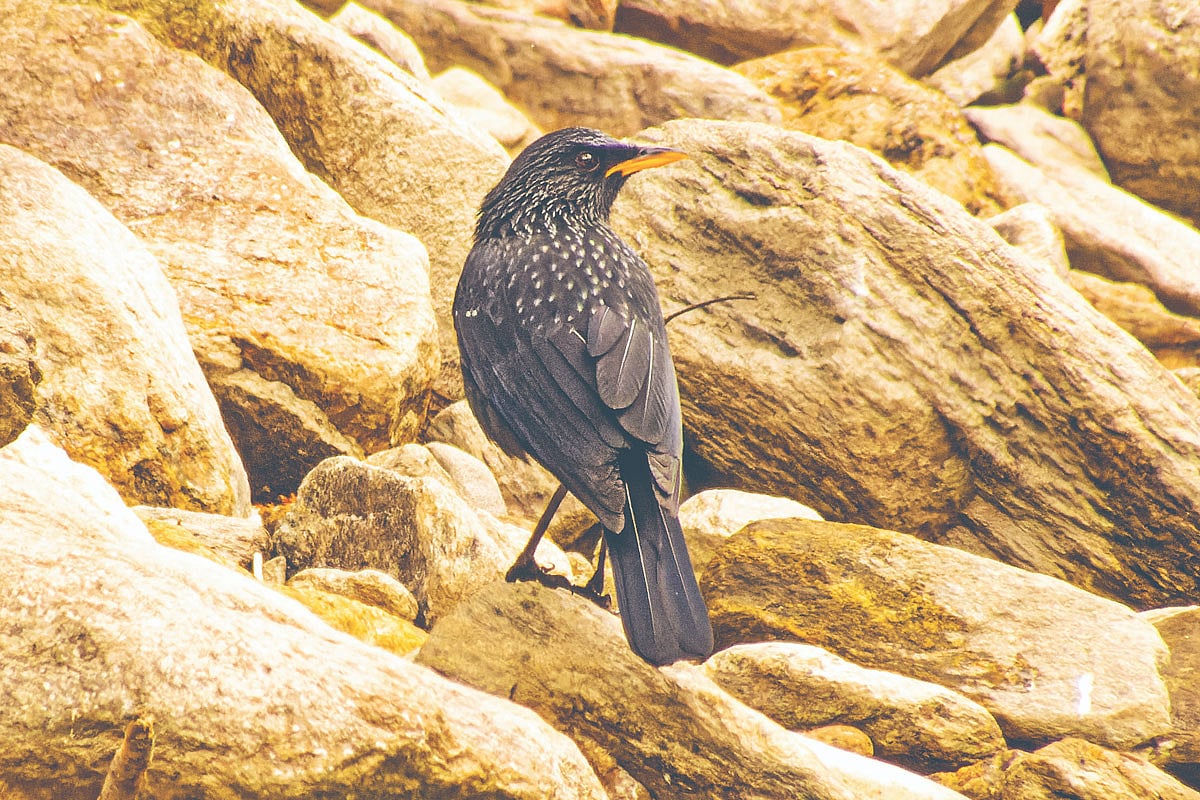 হঠাৎ দেখা কস্তুরা পাখি 