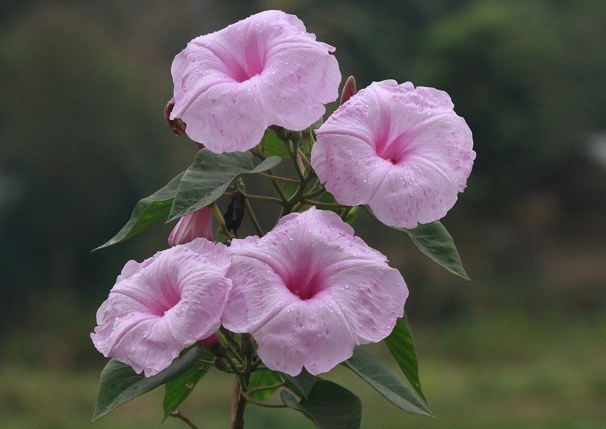 ছবি: সুপ্রিয় চাকমা  