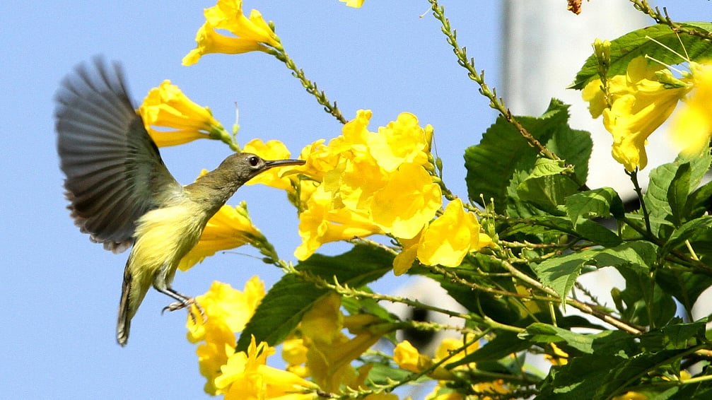 ছবি: সুপ্রিয় চাকমা