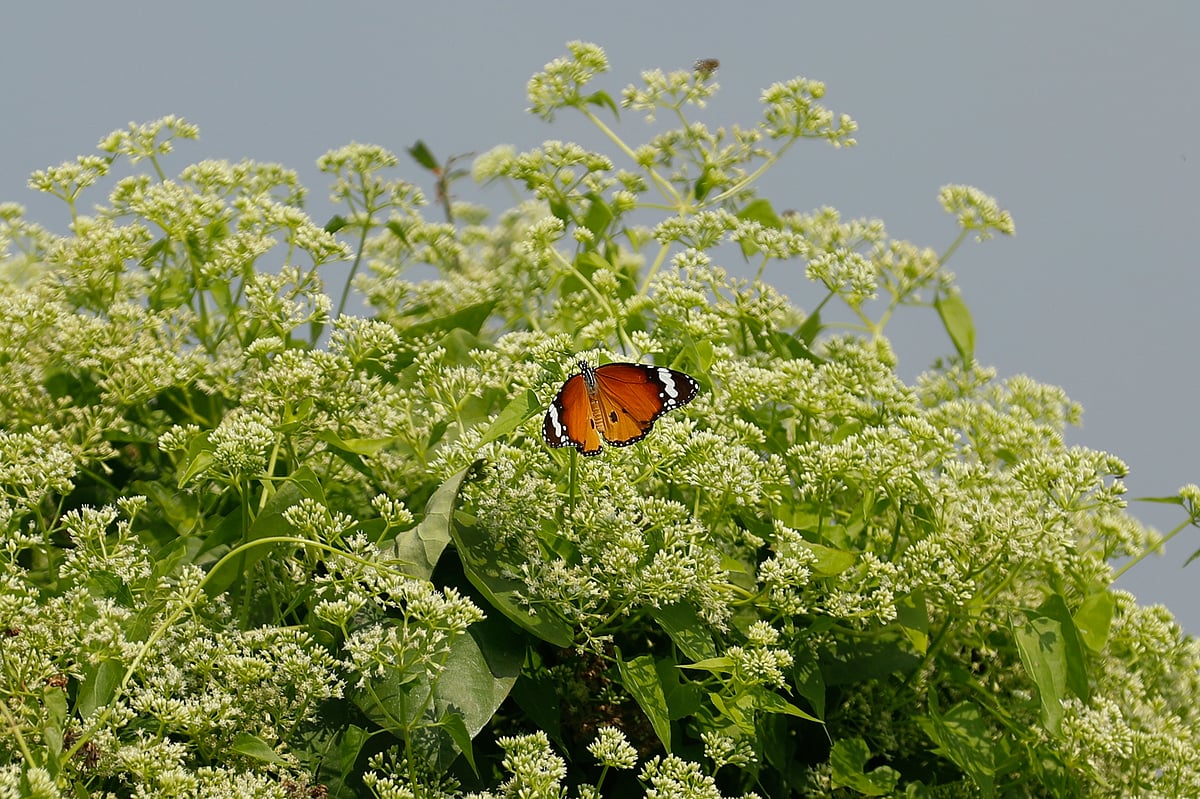  ছবি: সাদ্দাম হোসেন 