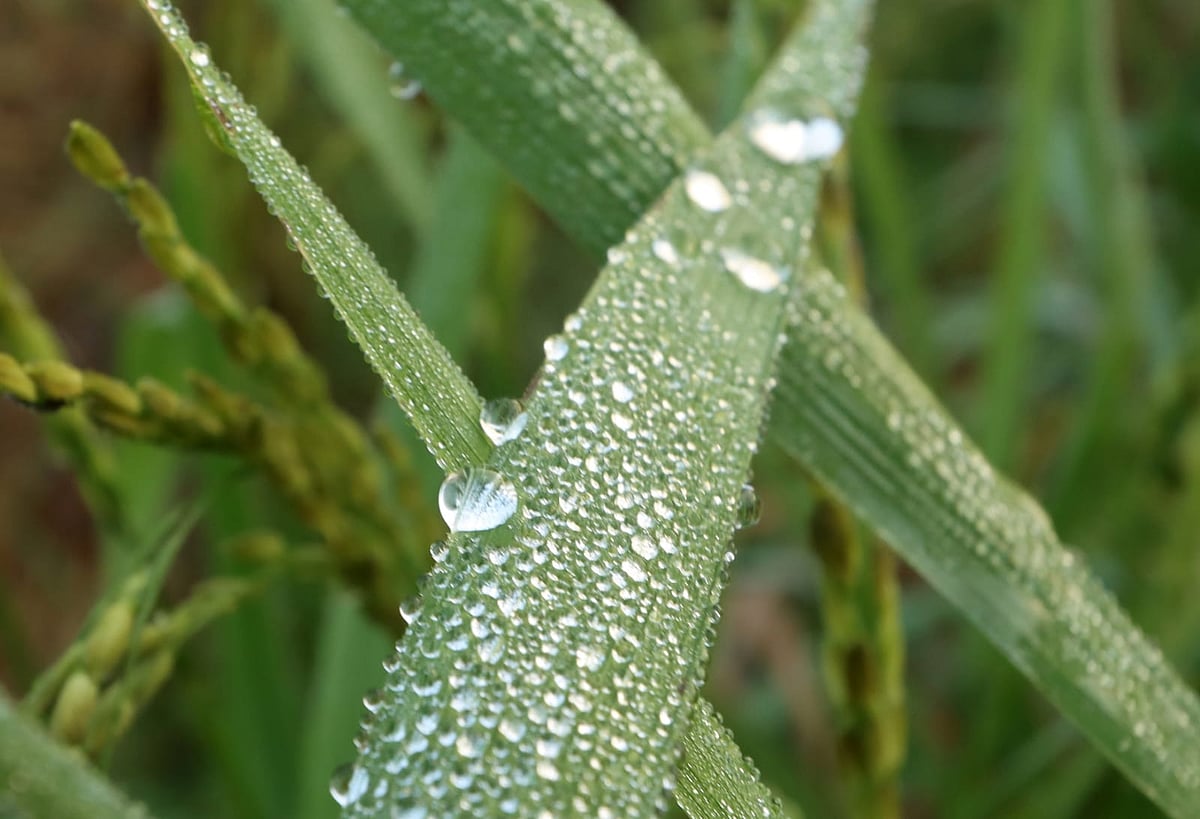  বৃষ্টিস্নাত বৃক্ষরাজি 