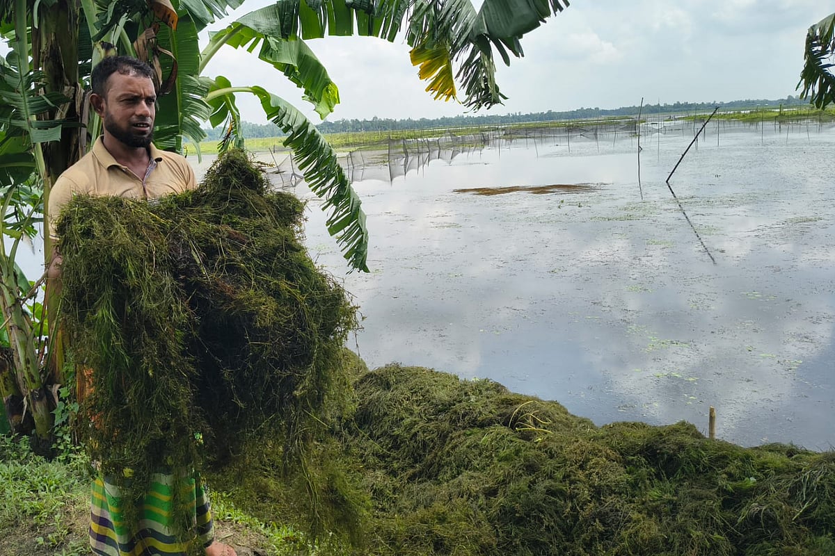 শেরপুরের নকলা উপজেলায় ভেসে থাকা জলজ উদ্ভিদ ‘ঝাই’ এখন আয়ের উৎস হয়ে উঠেছে। সেই ঝাই বিল থেকে সংগ্রহ করে ডাঙায় রাখছেন এখন। সম্প্রতি উপজেলার পেকুয়া বিলের পাড়ে