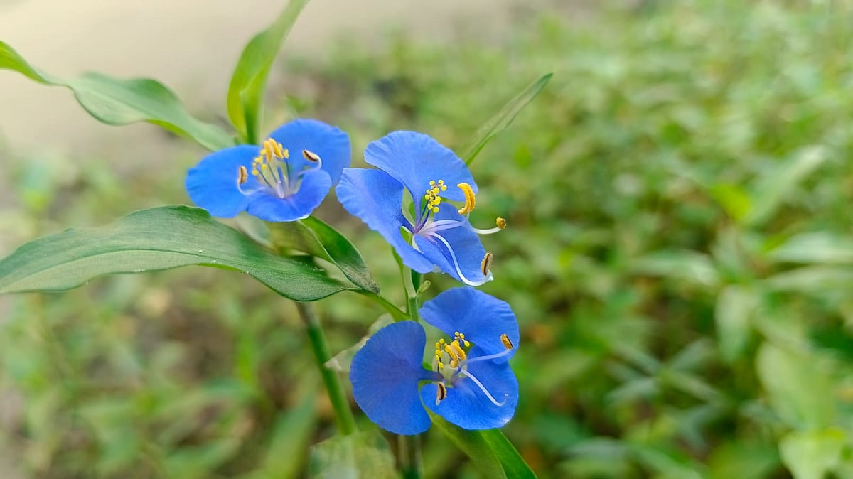 ছবি: মোস্তাফিজুর রহমান