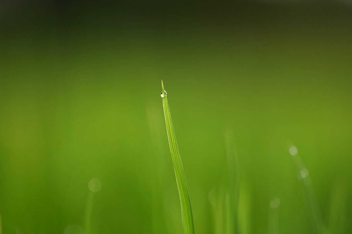 সোনালি রোদে ঝলমল করছে ধানগাছের ডগায় লেগে থাকা শিশিরবিন্দু 