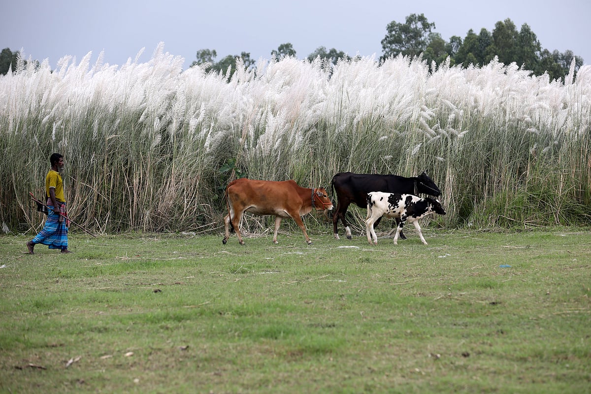 চরে ফুটেছে শুভ্র কাশফুল, পাশে গবাদিপশু চড়াতে এসেছেন একজন