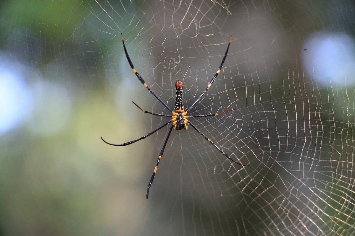 ছবি: সাদ্দাম হোসেন