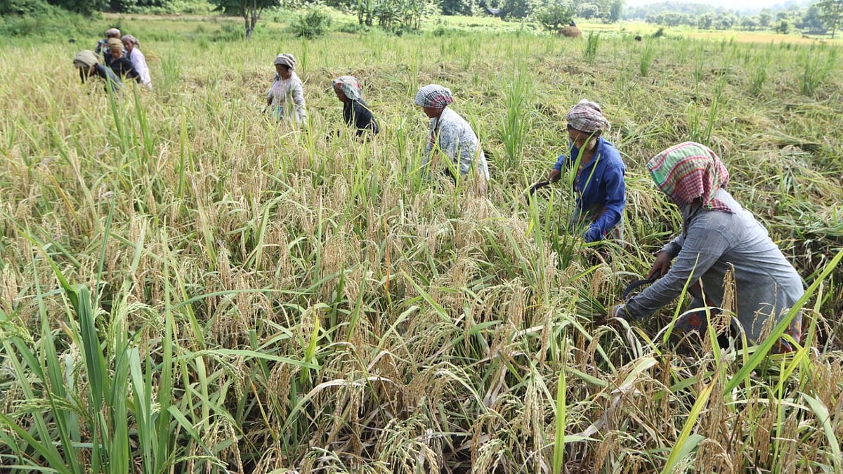 দল বেঁধে আউশ ধান কাটছেন পাহাড়ি নারীরা
