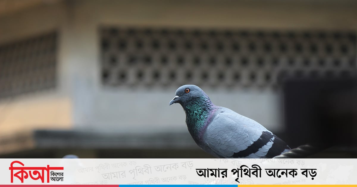 কবুতরটি বাসা থেকে আর যেতে চাইল না কবুতরটি বাসা থেকে আর যেতে চাইল না