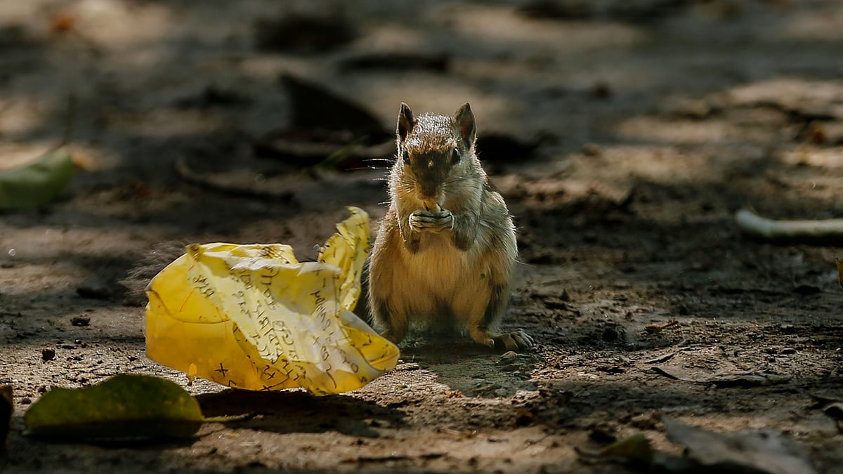 ছবি: সাদ্দাম হোসেন