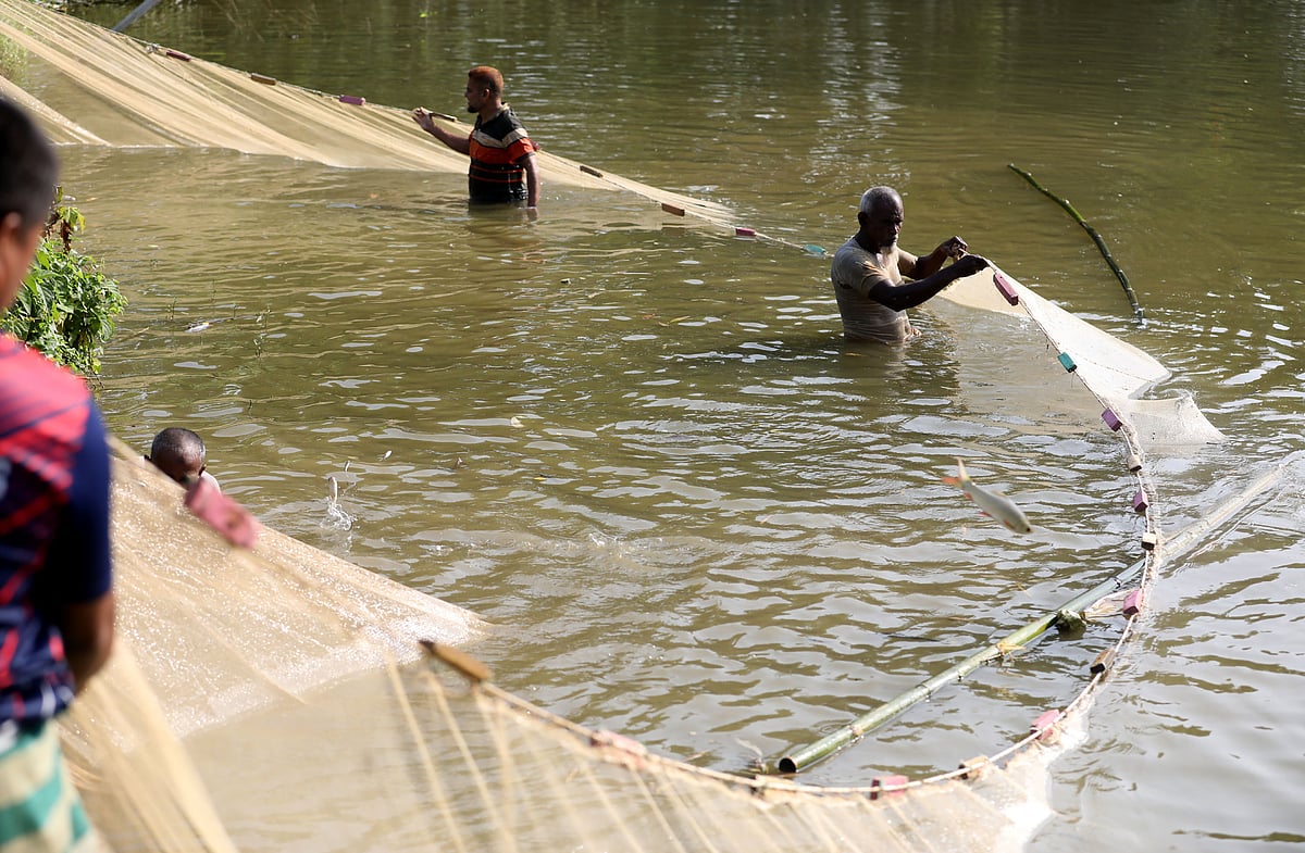 পুকুরে মাছ ধরার জন্য জাল টানছেন মৎস্যজীবীরা