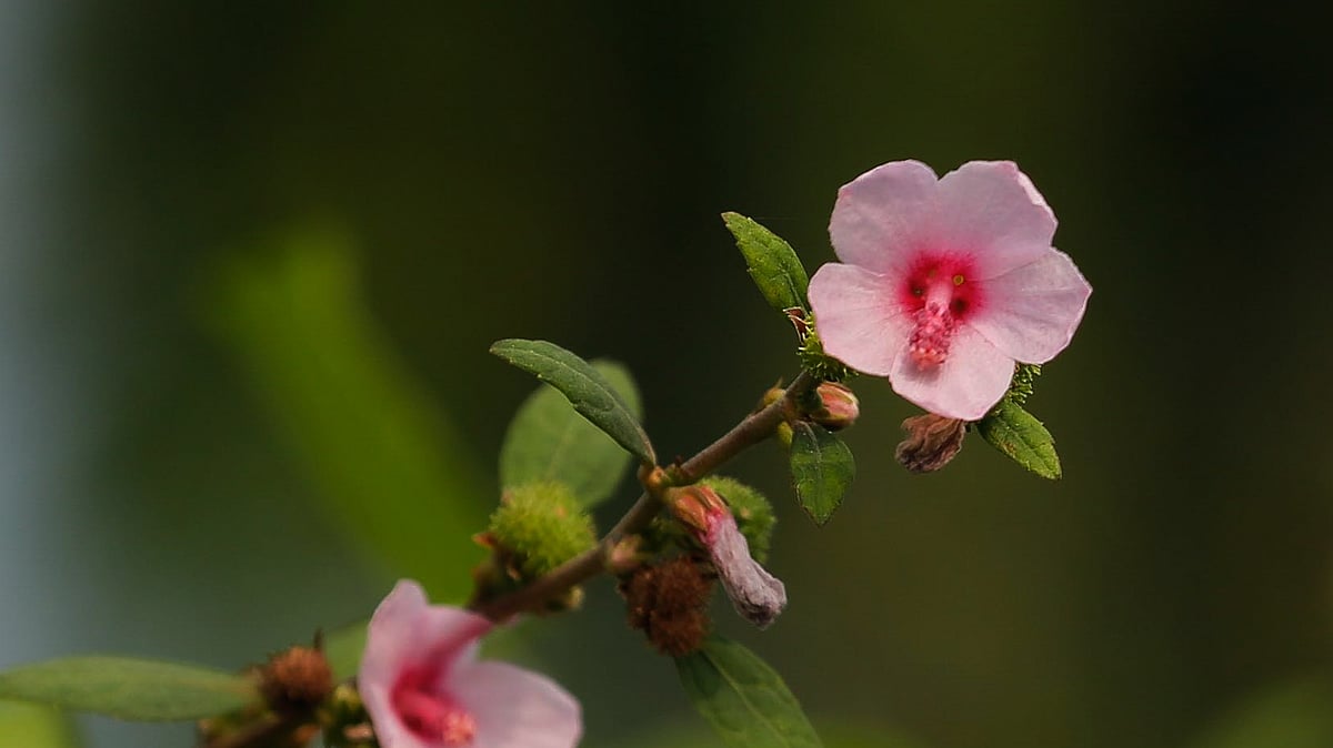 ছবি: সাদ্দাম হোসেন