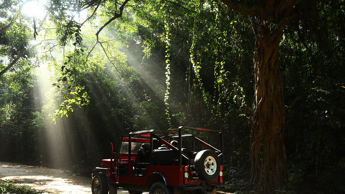 গাছের ফাঁক দিয়ে আলোর ছটা