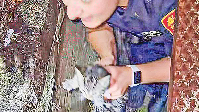 ছবি: ভিডিও থেকে নেওয়া