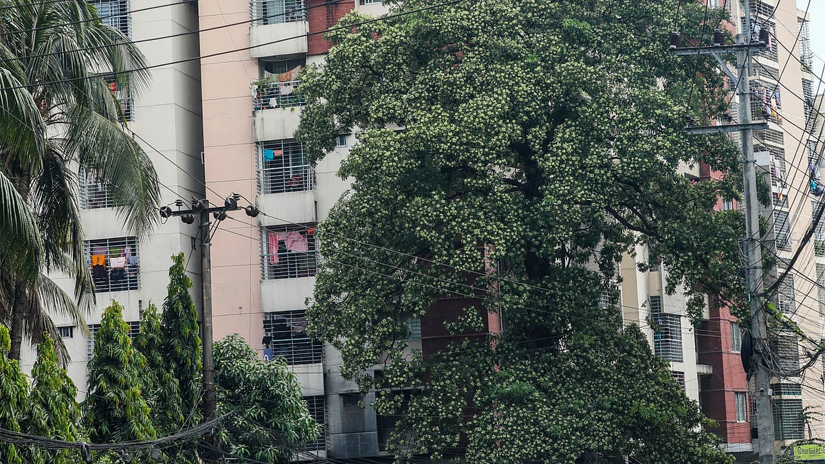 নগরের আসকার দিঘির পাড় এলাকার ছাতিম ফুলের গাছ