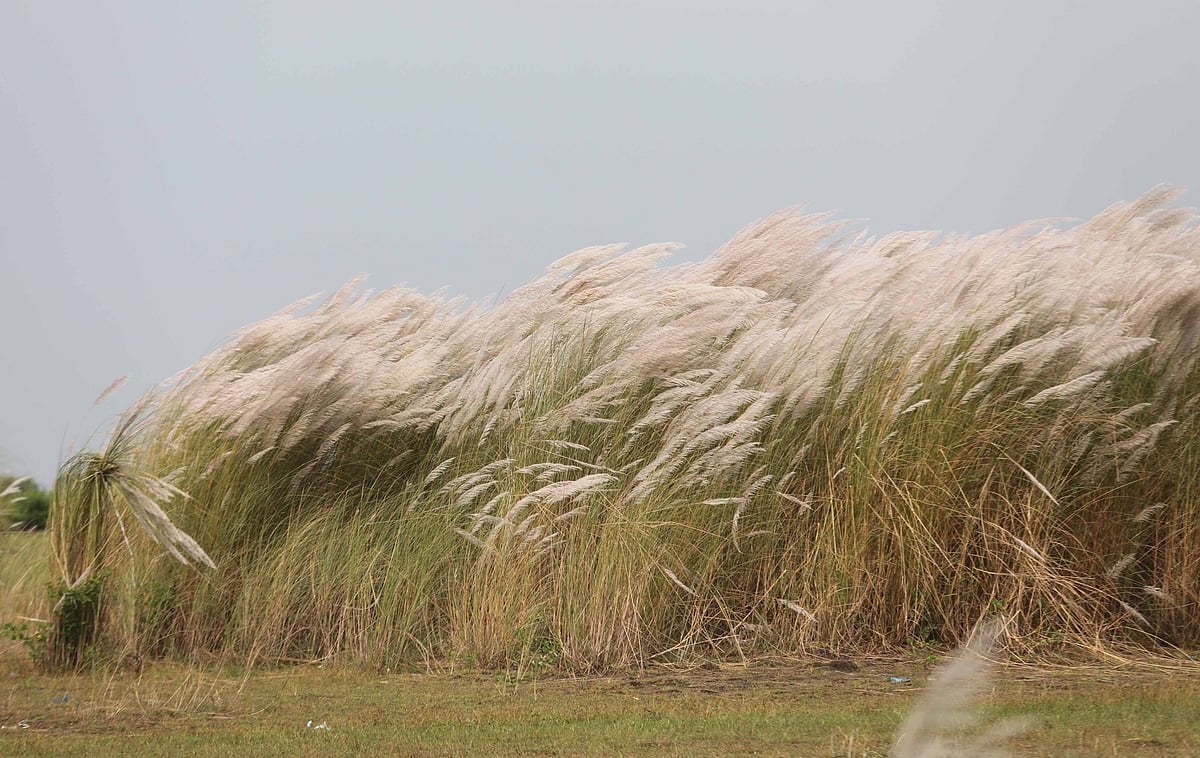 সাগরপাড়ে বাতাসে দুলছে কাশফুল 