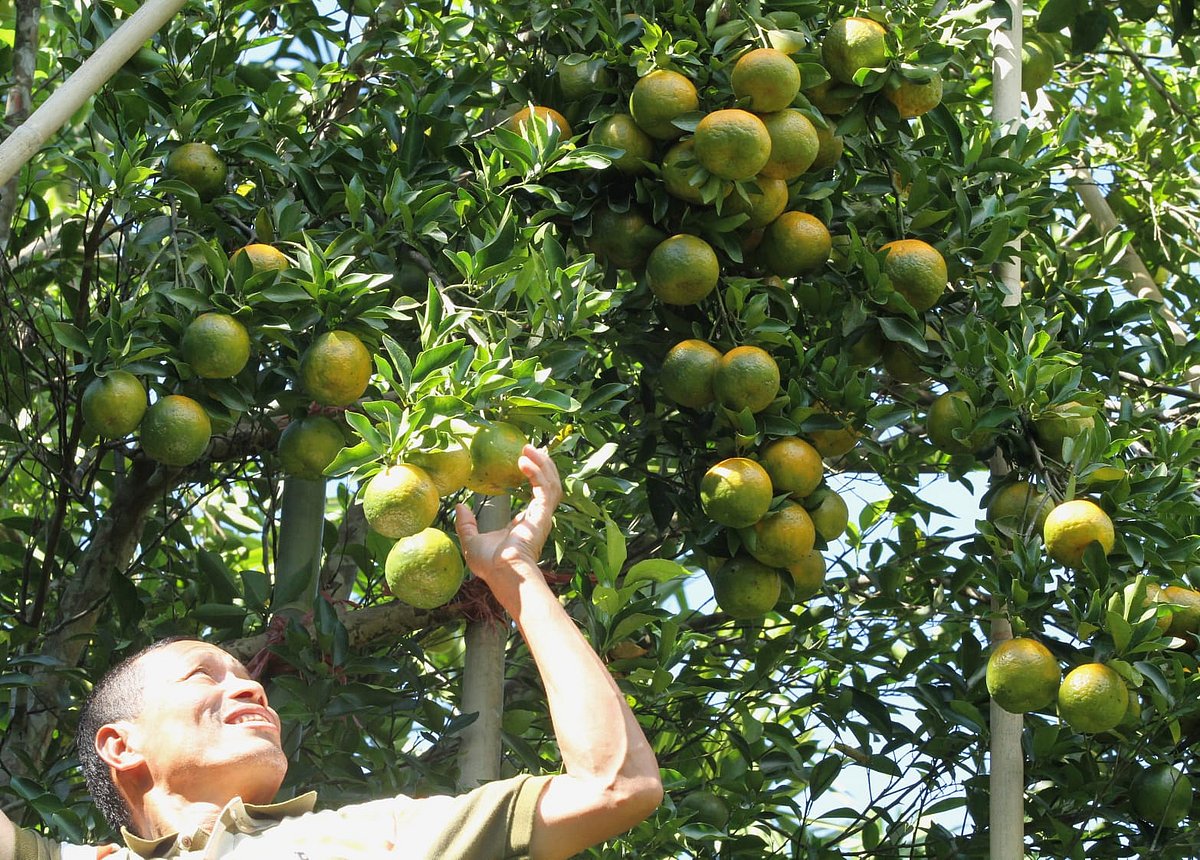 কমলার ফলনে হাসি ফুটেছে বাগানির মুখে।