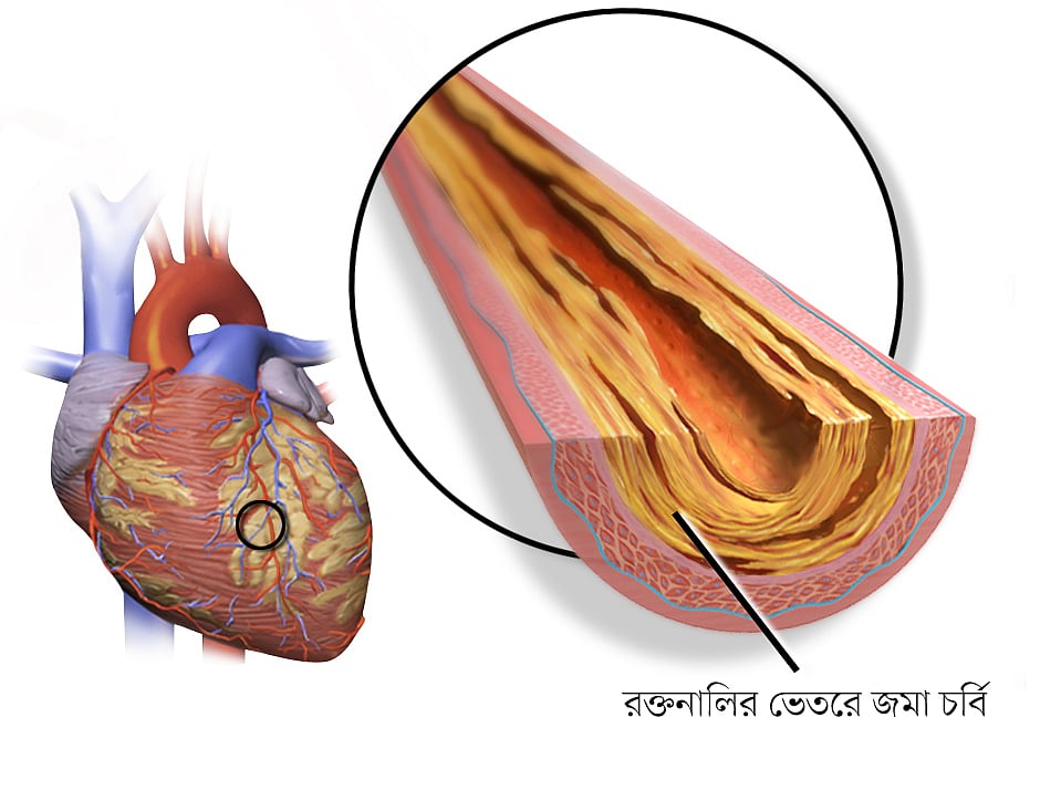 ছবি: উইকিমিডিয়া কমনস