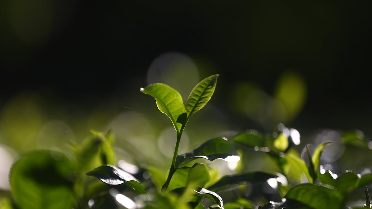 ছবি: আনিস মাহমুদ