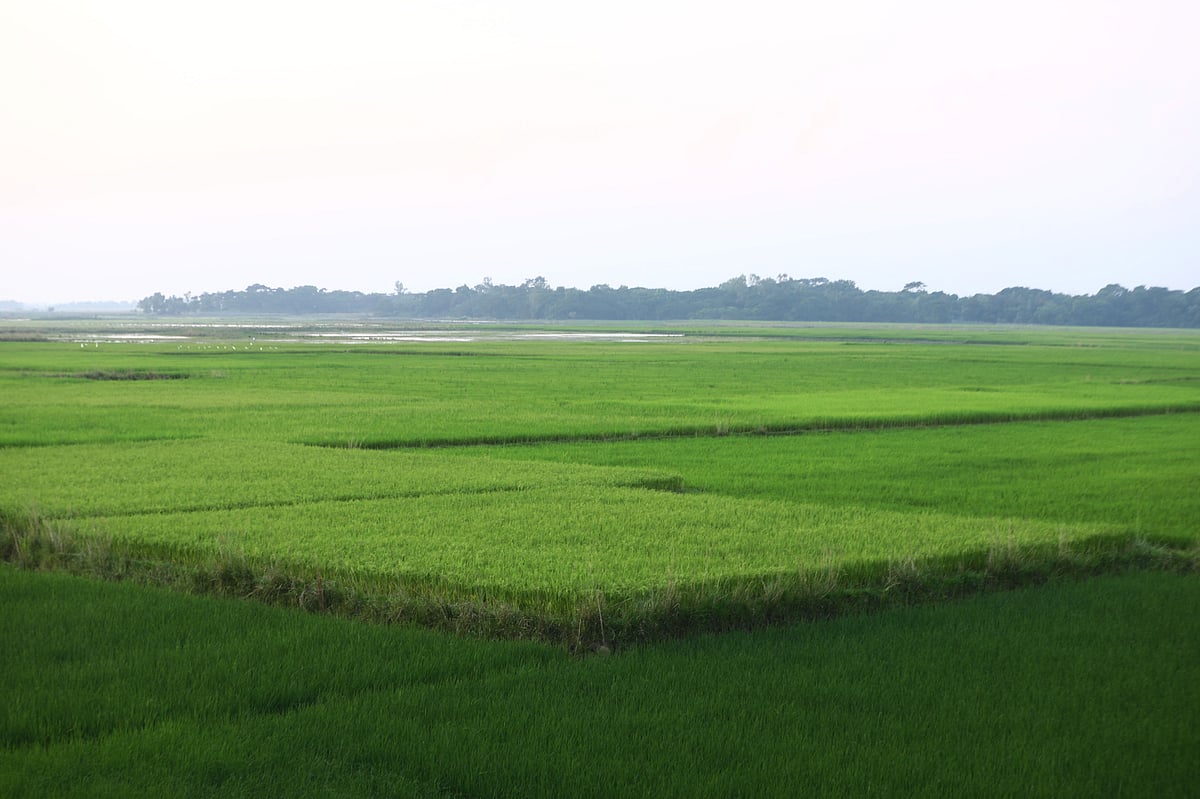 চোখ যত দূর যায়, শুধু ধান আর সবুজের ঢেউ—প্রকৃতির শান্ত সৌন্দর্যের এক নিঃশব্দ বিস্তার।