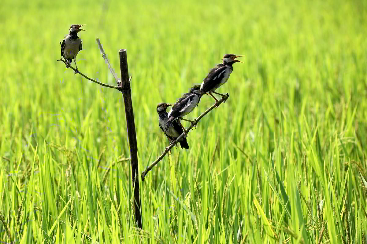 ছবি: সোয়েল রানা 