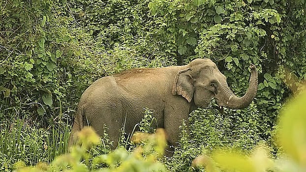 ফাইল ছবি