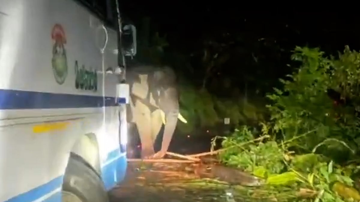 কেরালার রাস্তায় একাই রাজত্ব করছে বন্য হাতি ‘কাবালি’
